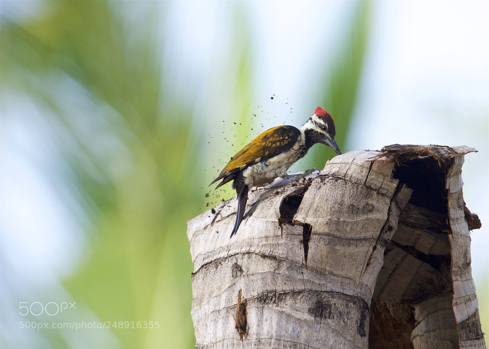 Nikon D5 sample photo. Black-rumped flameback photography