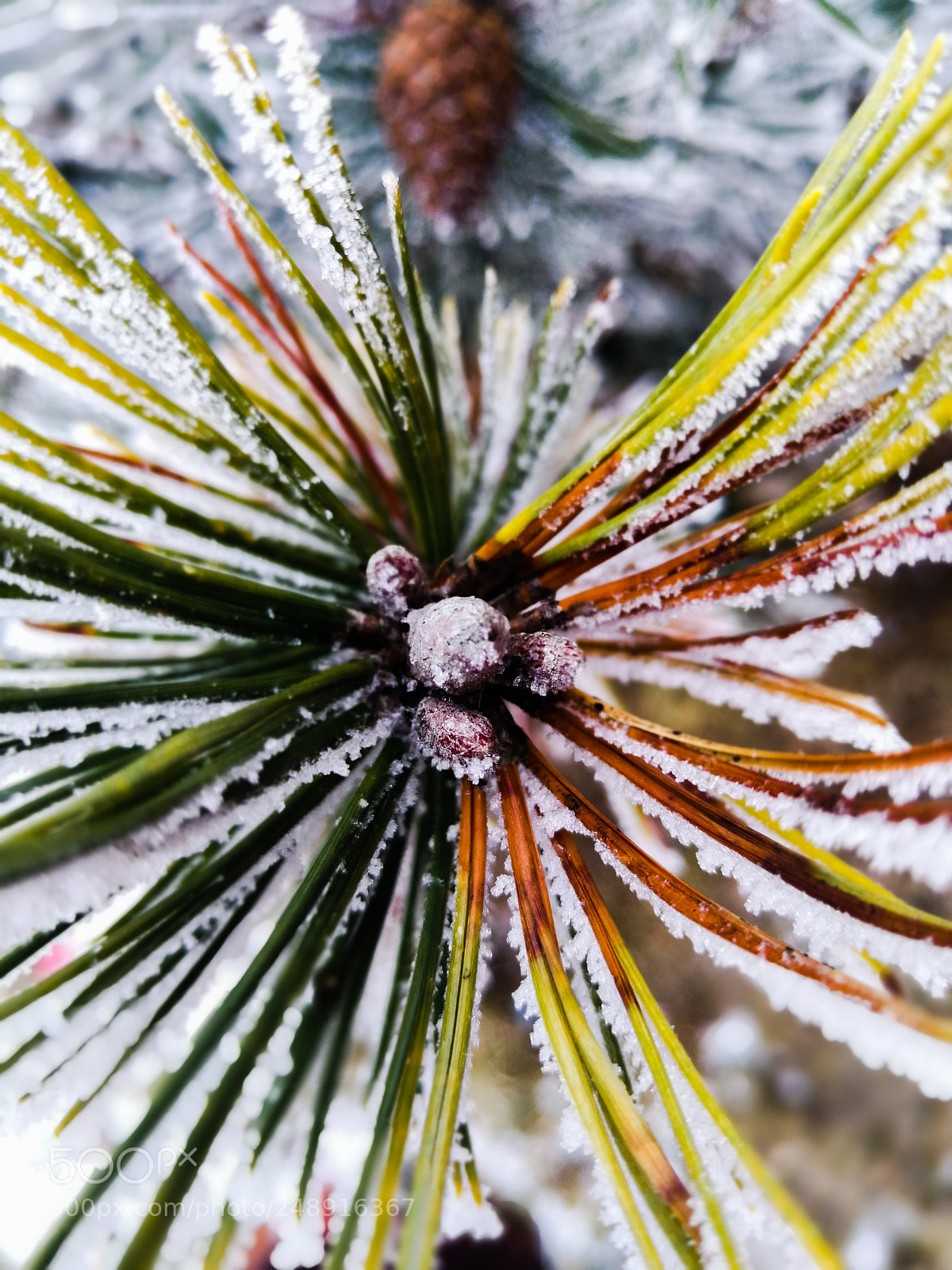 HUAWEI P10 Plus sample photo. Cold pine-tree photography