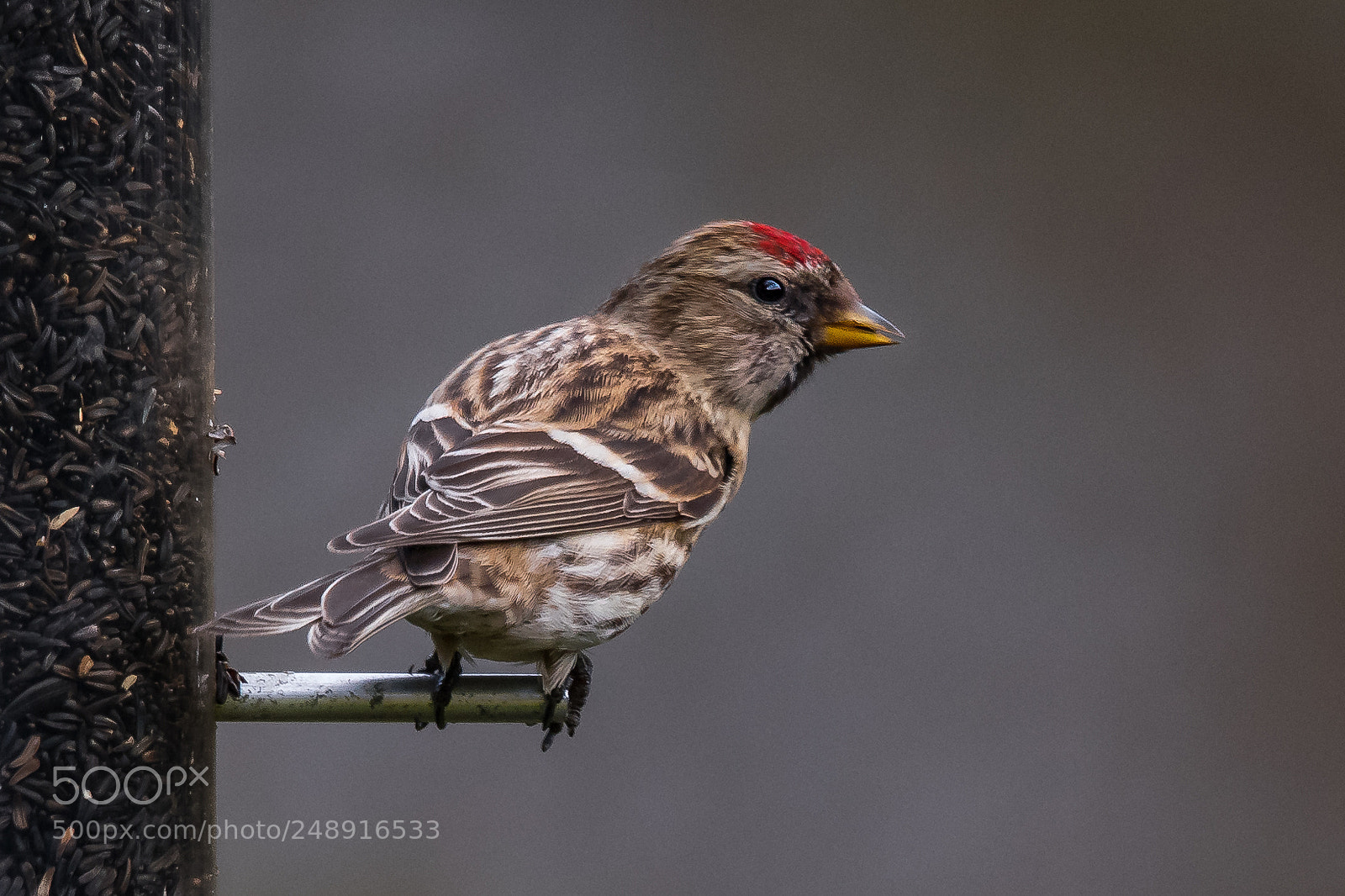 Nikon D850 sample photo. Lesser redpoll photography