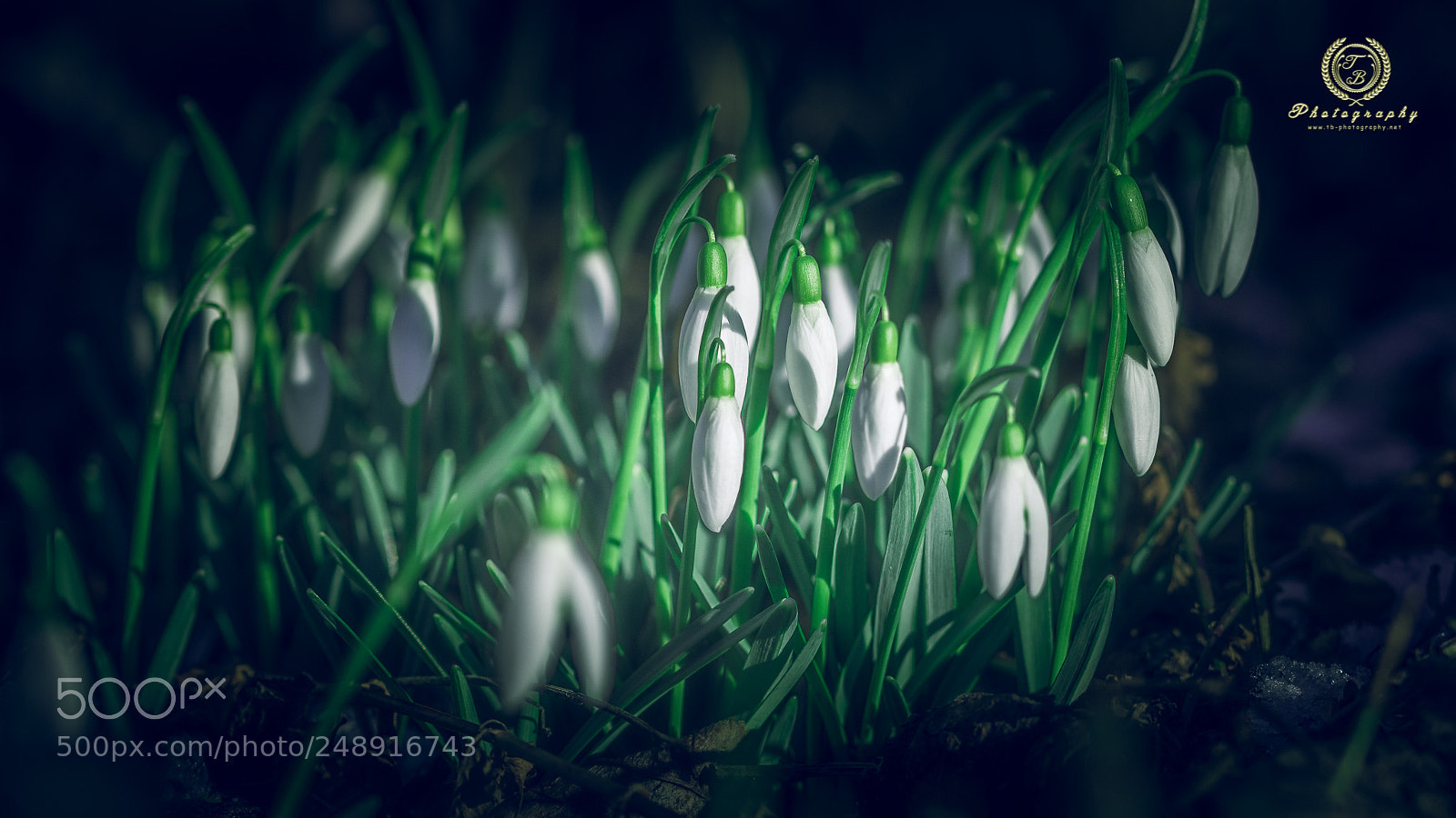 Nikon D7200 sample photo. Frühling ist da photography