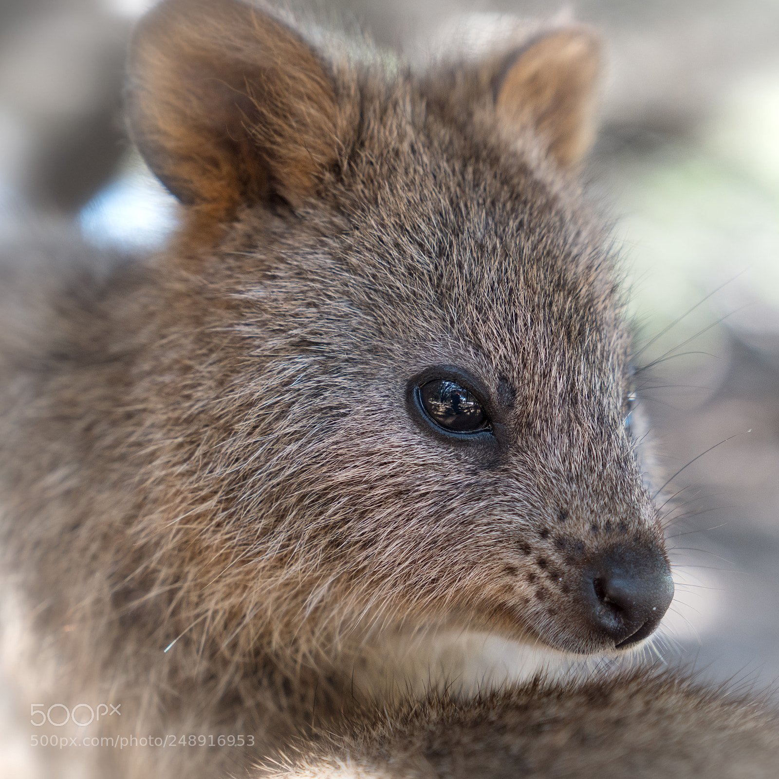 Sony a7R II sample photo. Wildlife of australia photography