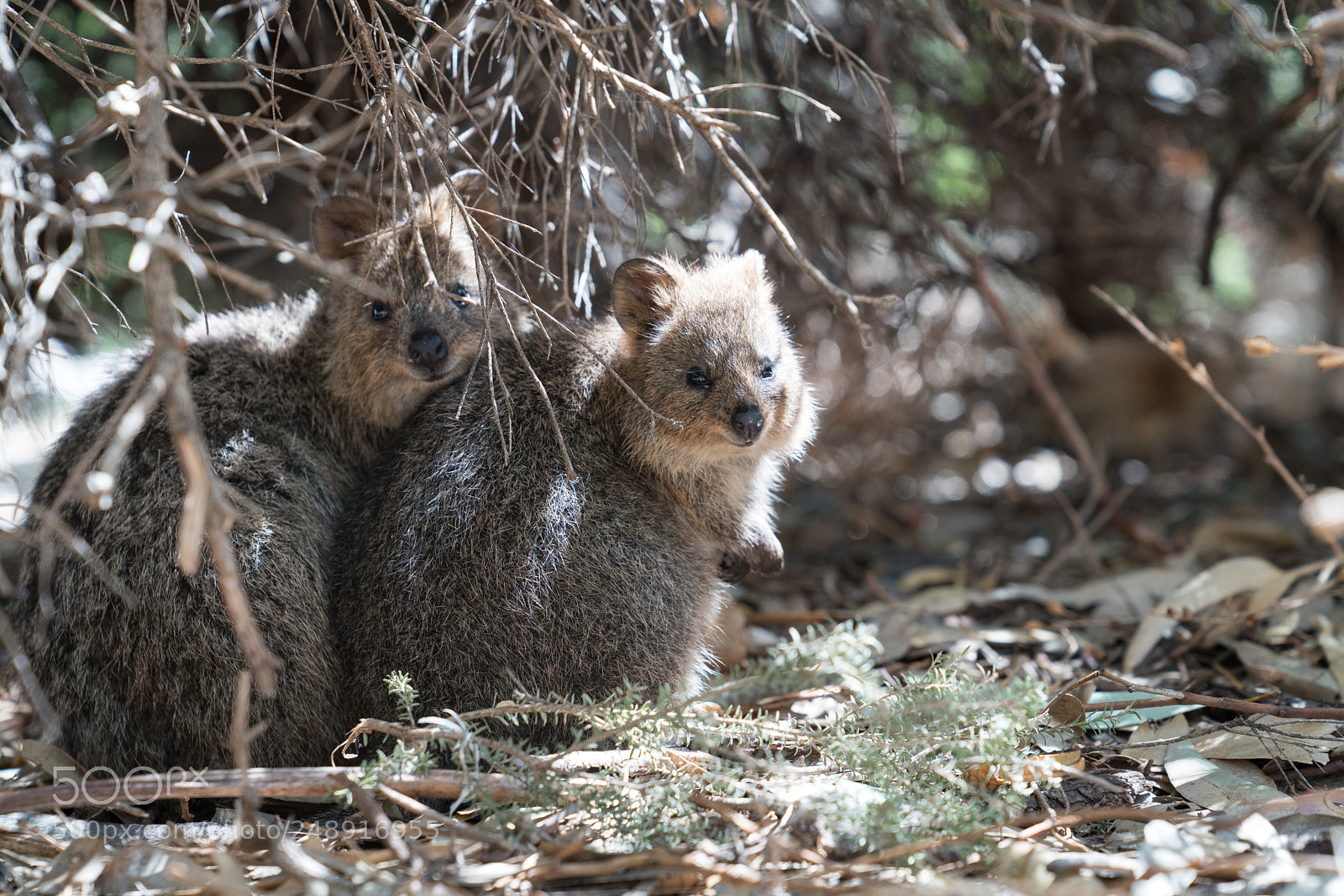 Sony a7R II sample photo. Wildlife of australia photography