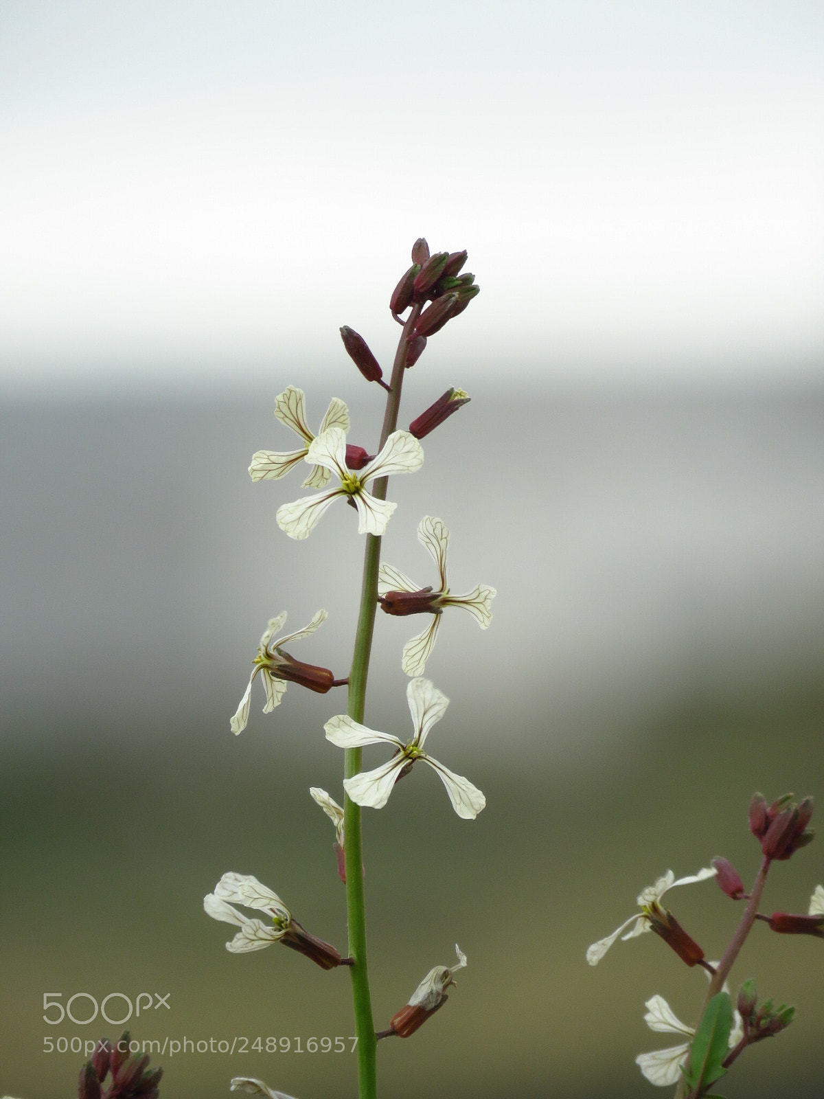 Canon PowerShot SX60 HS sample photo. Wild flower photography