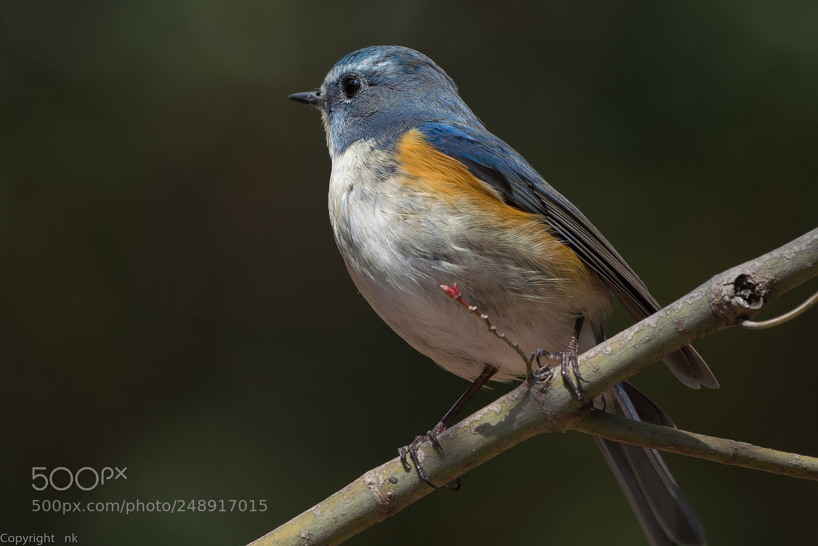 Sony a7R III sample photo. Red-flanked bluetail photography