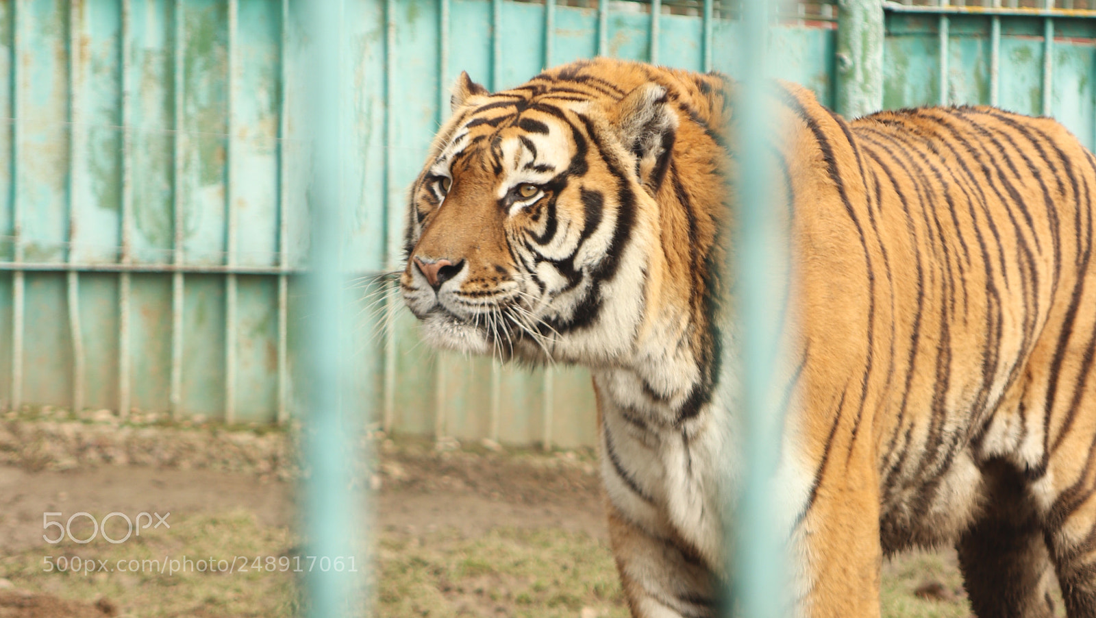 Canon EOS 77D (EOS 9000D / EOS 770D) sample photo. Cat with stripes photography