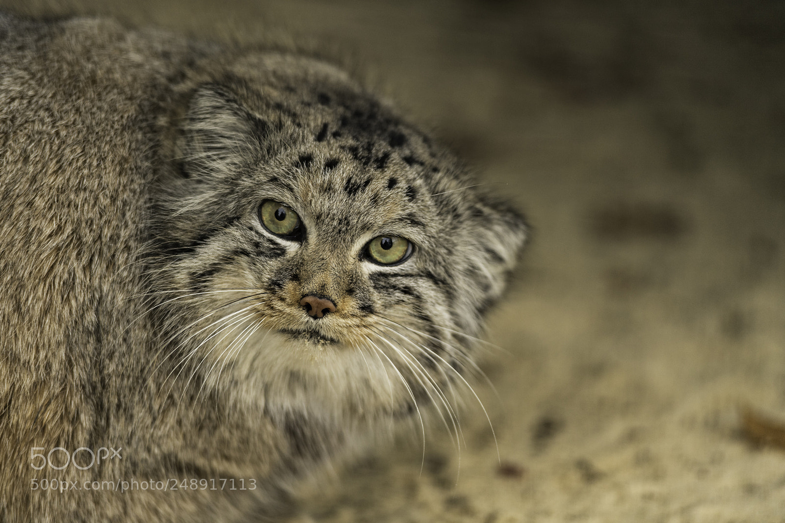 Nikon D5 sample photo. Pallas cat photography