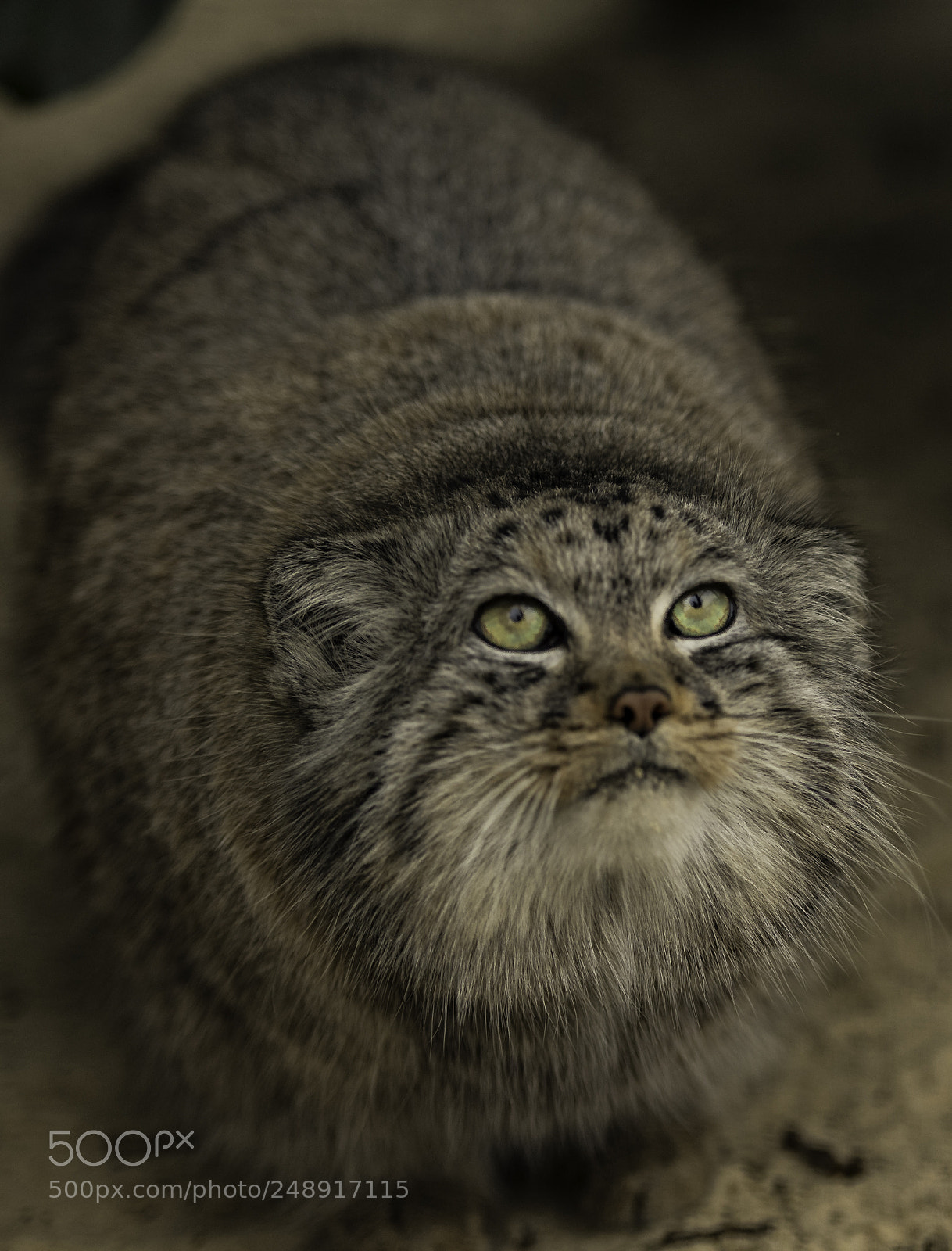 Nikon D5 sample photo. Pallas cat photography