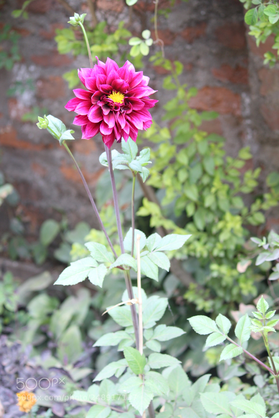 Canon EF-S 55-250mm F4-5.6 IS II sample photo. Flower photography