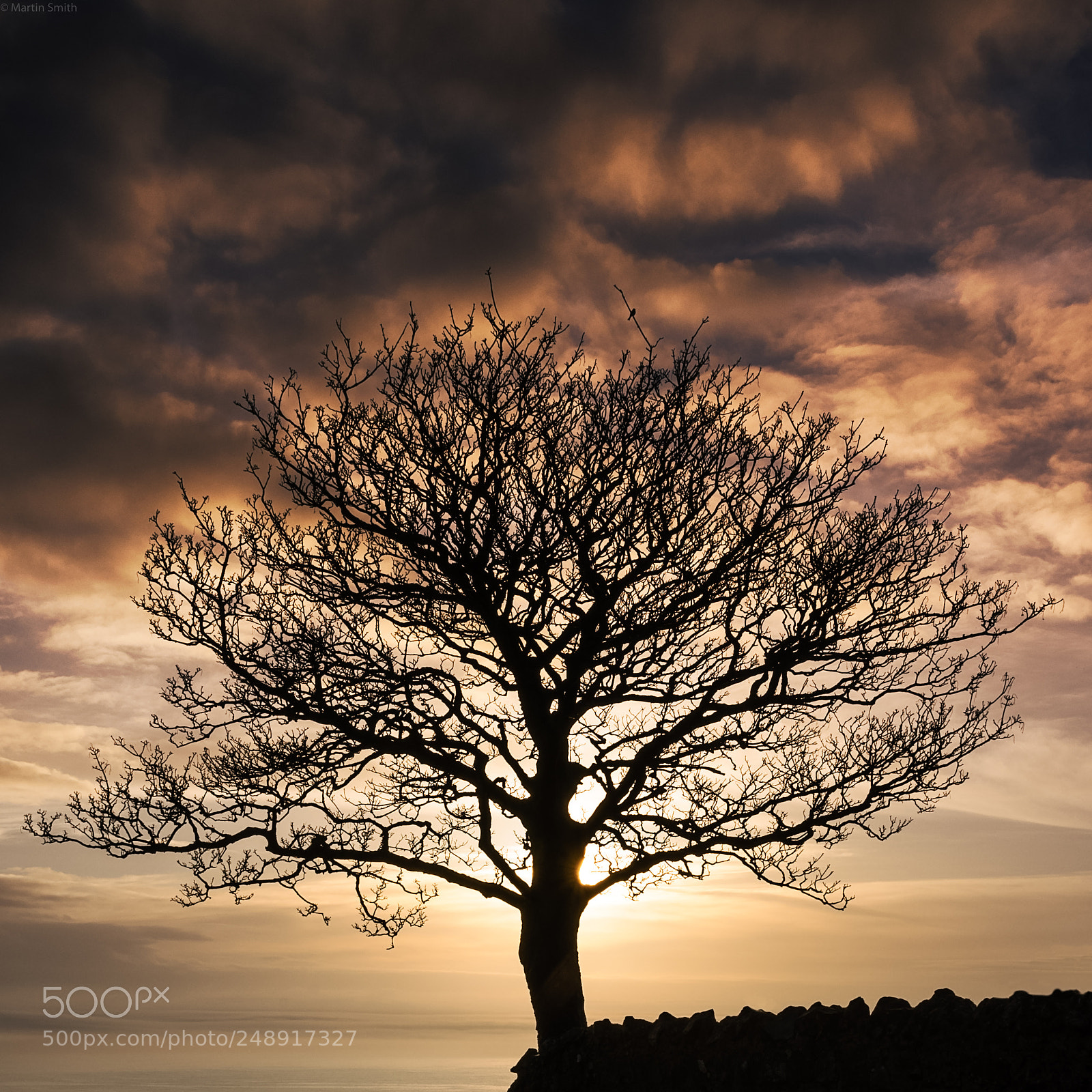 Pentax K-3 II sample photo. Bird tree photography