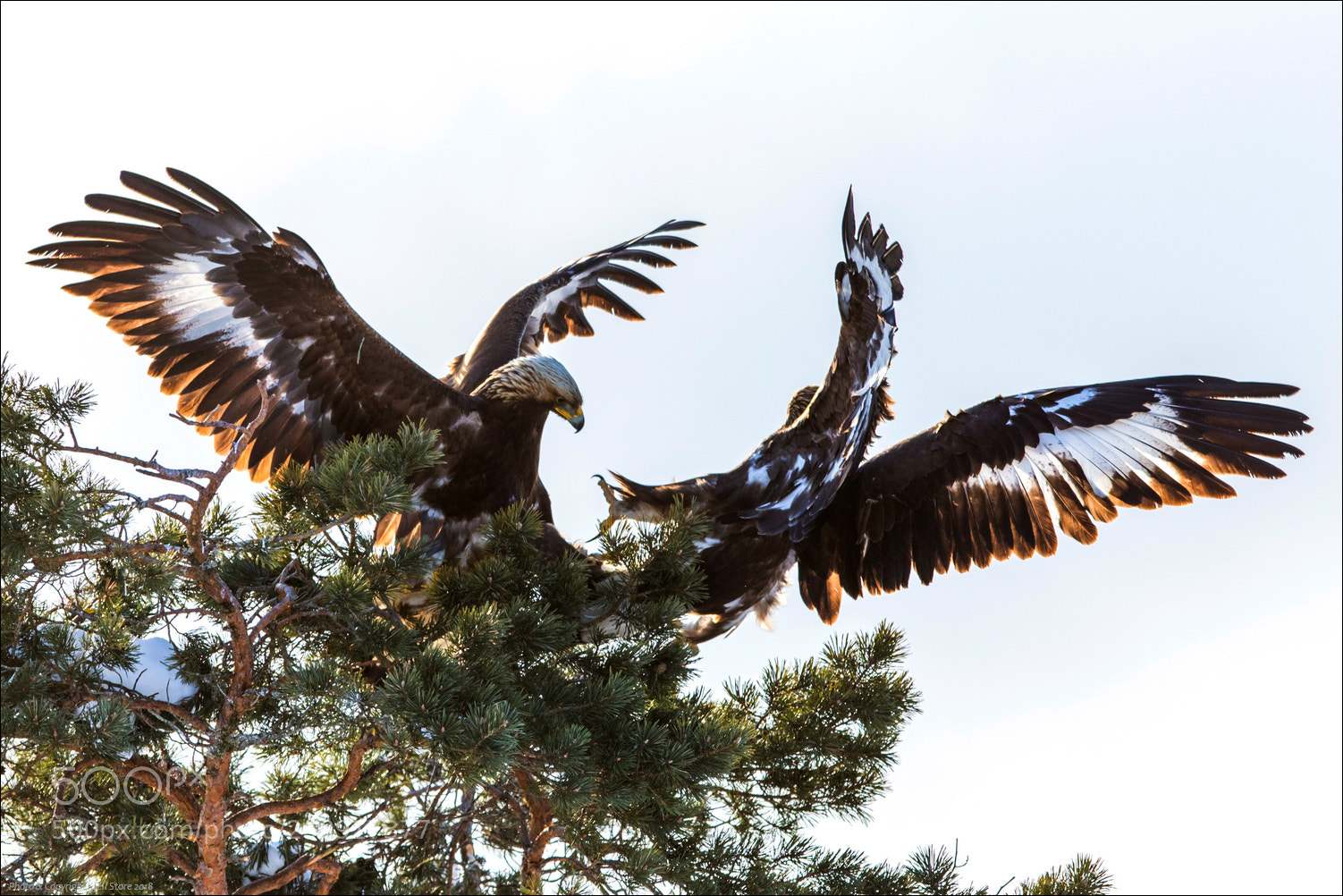 Canon EOS 7D Mark II sample photo. Eagle fight photography