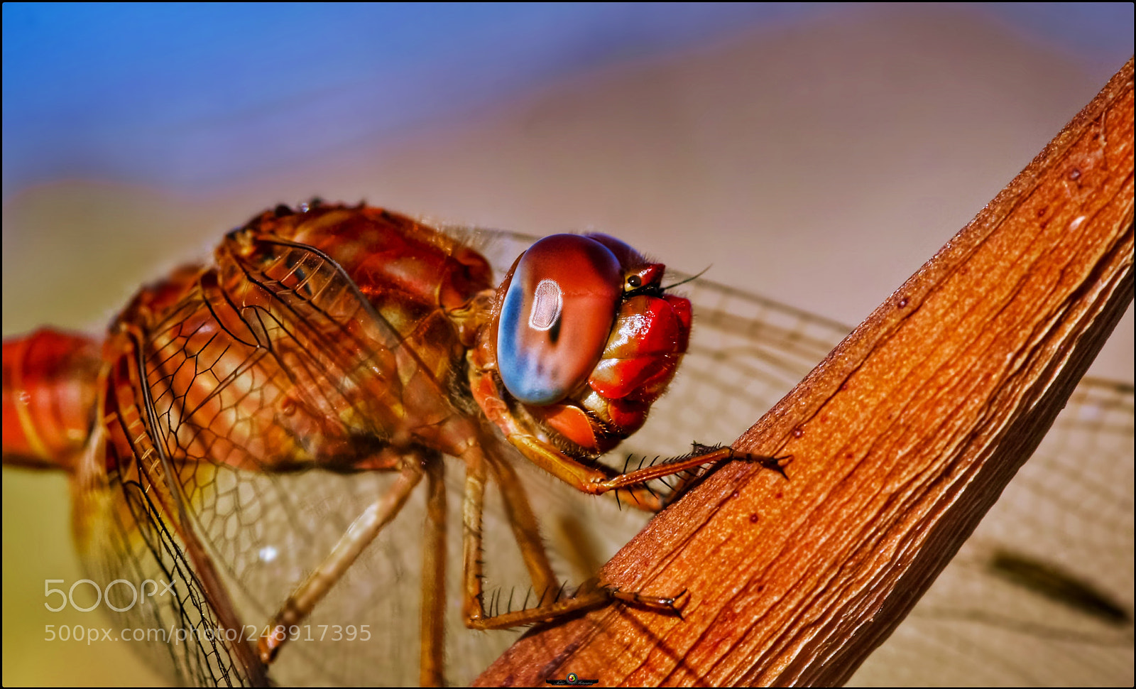 Canon EOS 40D sample photo. Trithemis arterosa portrait photography