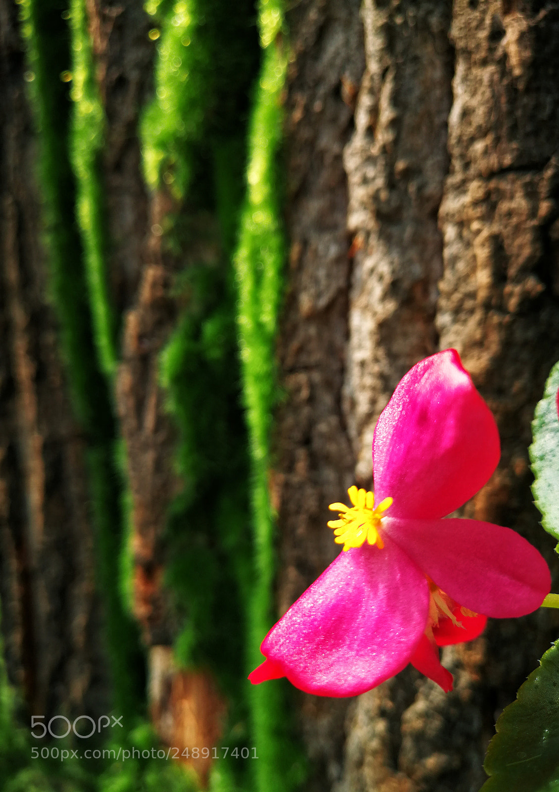 HUAWEI P10 Plus sample photo. Untitled photography