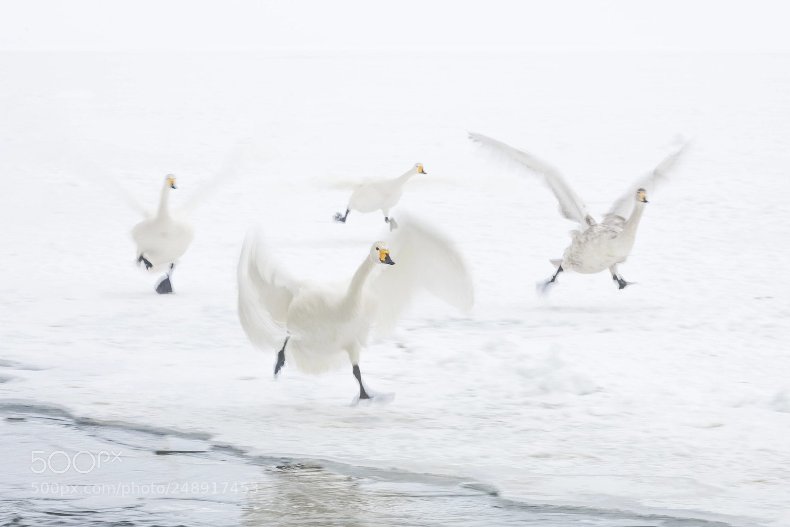 Nikon D850 sample photo. Swans coming in photography