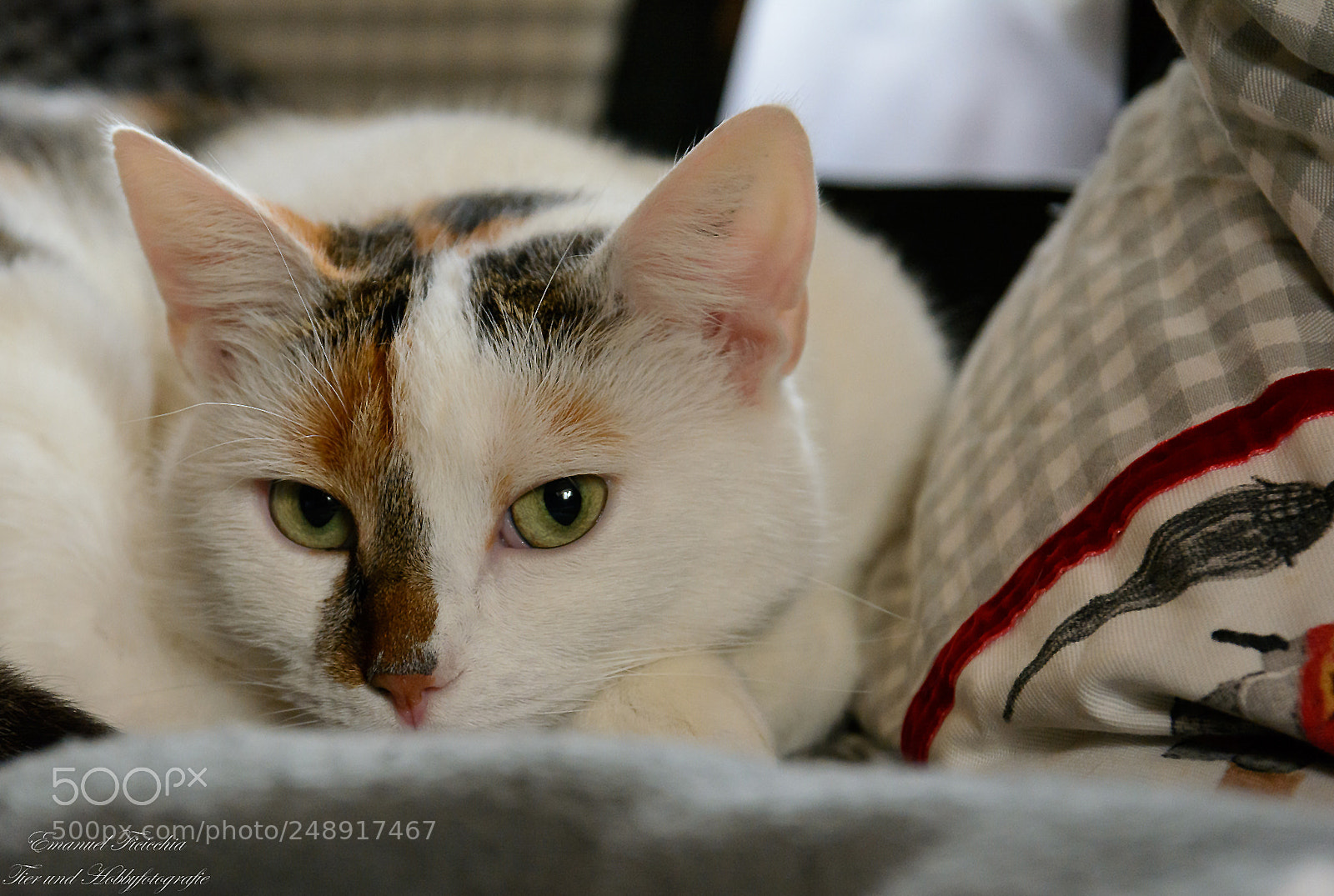 Nikon D5200 sample photo. Untitled photography