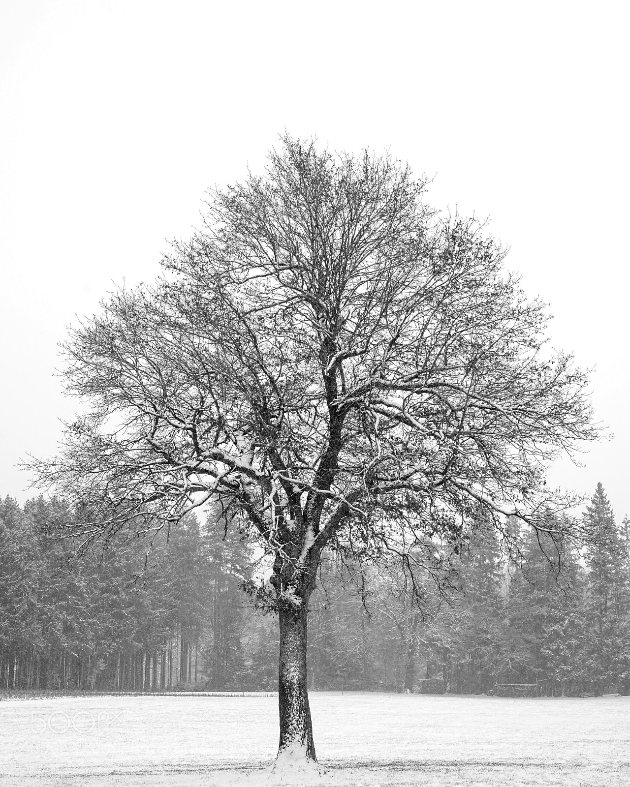 Sony a7 II sample photo. Winter tree in black photography