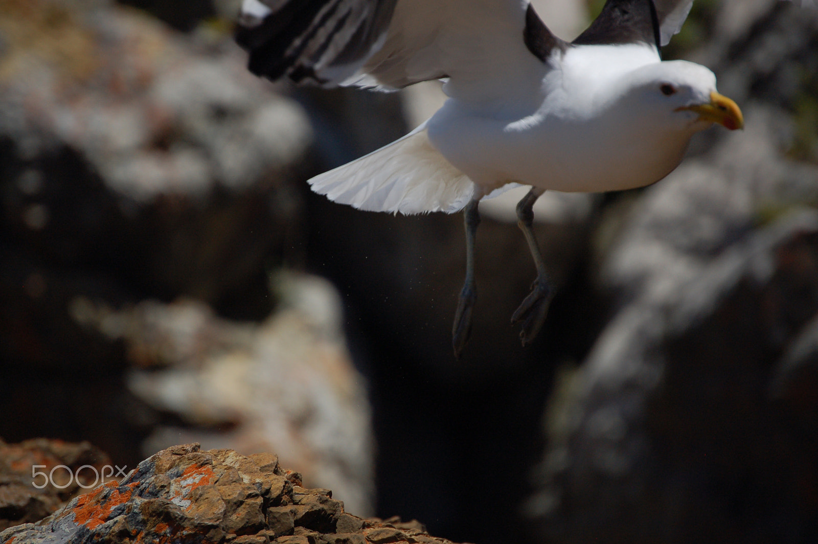 Nikon D50 sample photo. Bird take-off photography