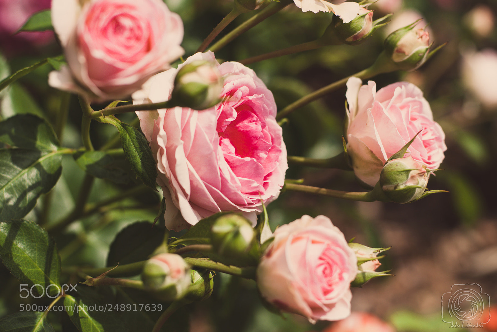Nikon D80 sample photo. Roses photography