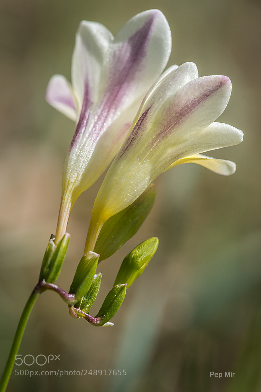Sony a99 II sample photo. Freesia photography