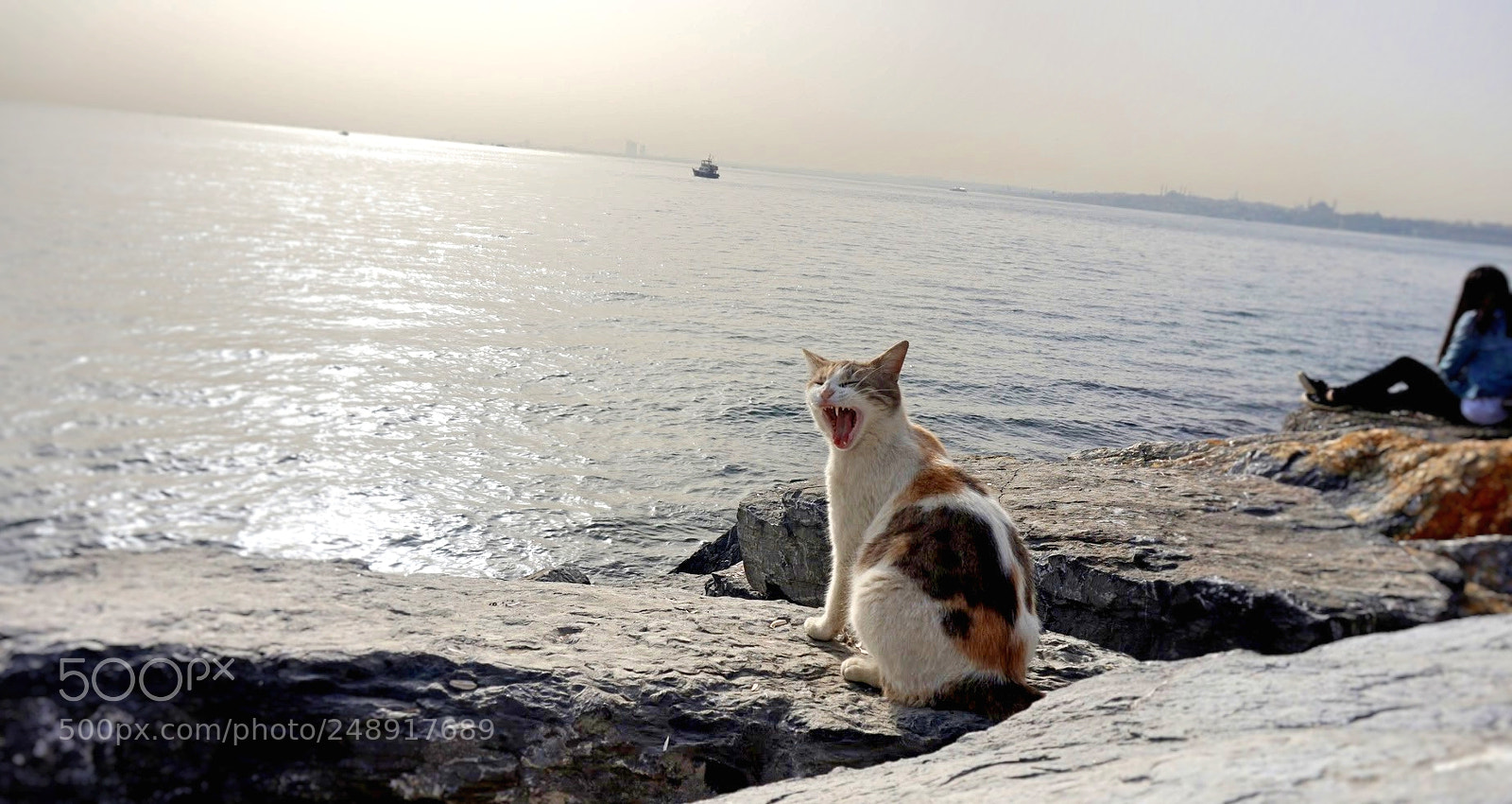 Sony Alpha a5000 (ILCE 5000) sample photo. Sea&cat photography