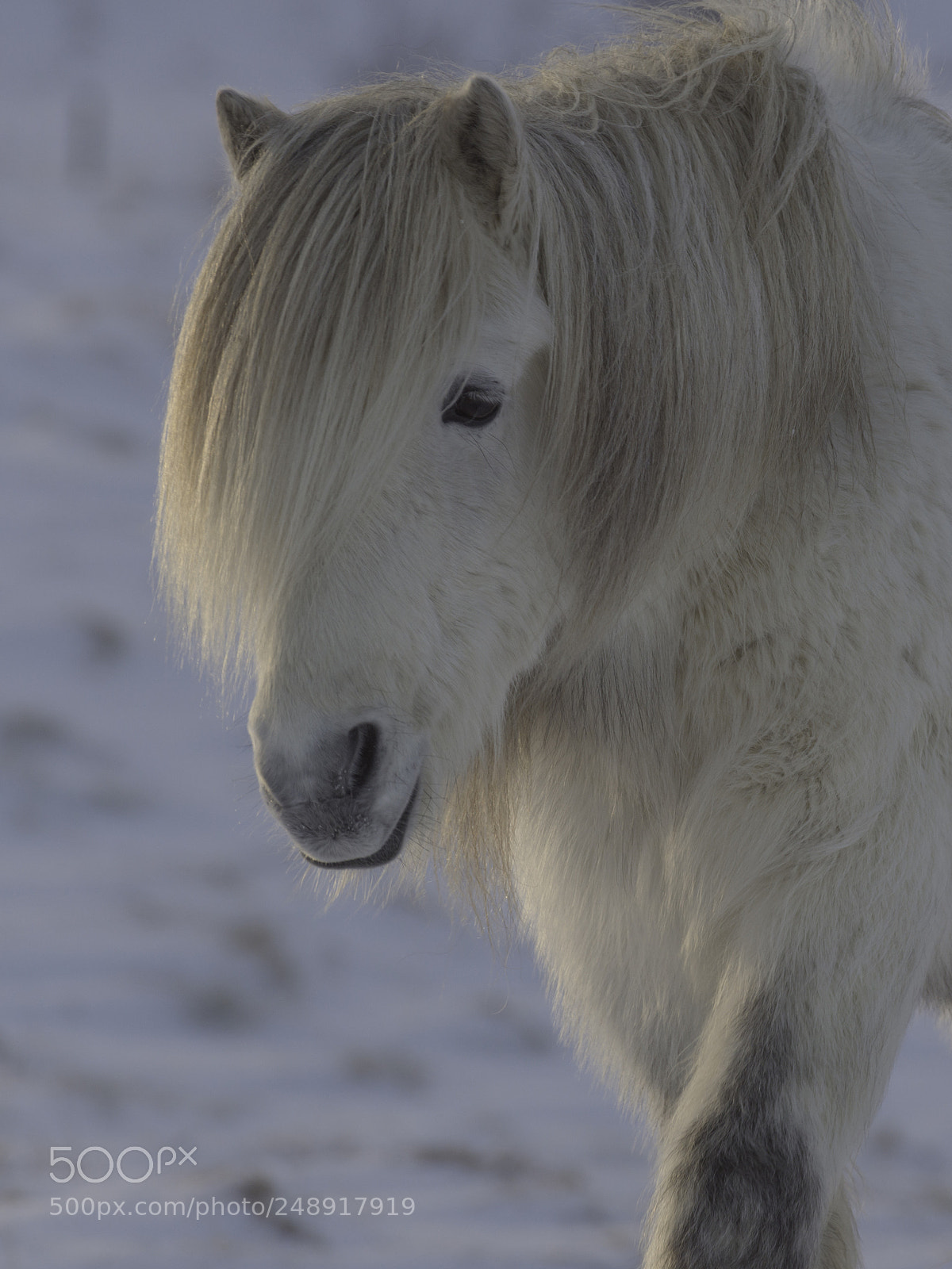 Nikon D800 sample photo. Islands hest photography
