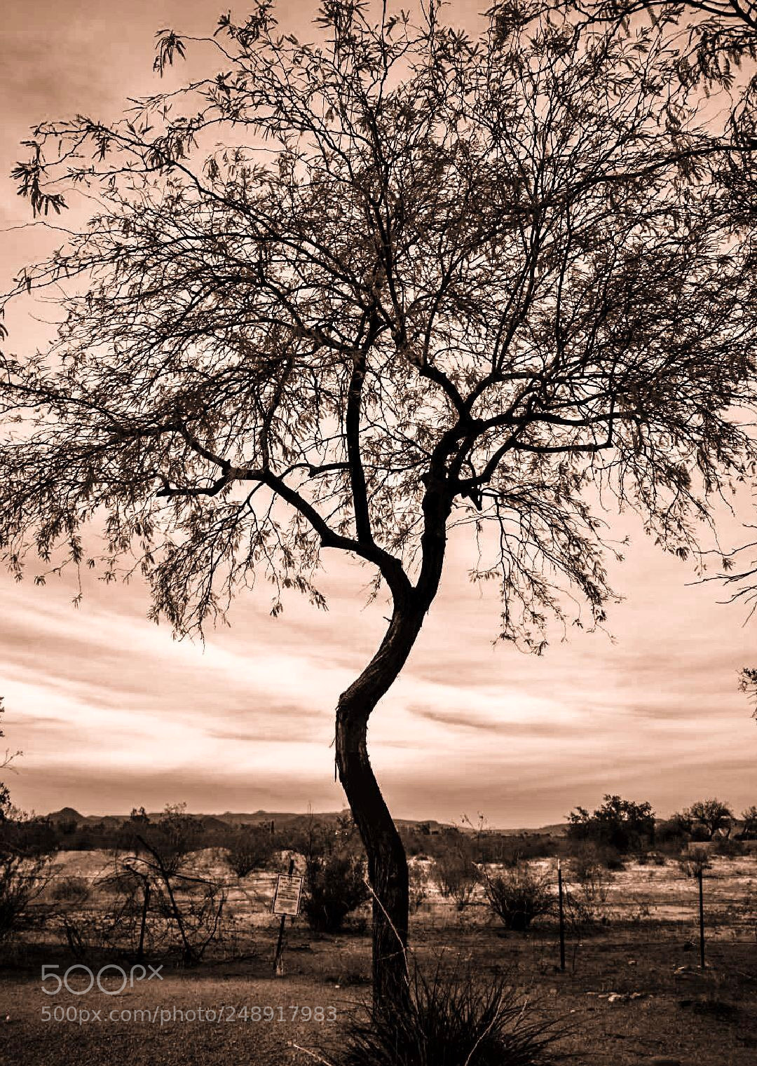 Nikon D3400 sample photo. Tree photography