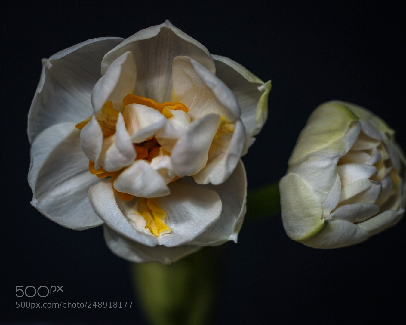 Sony a7 II sample photo. Spring is coming ! photography