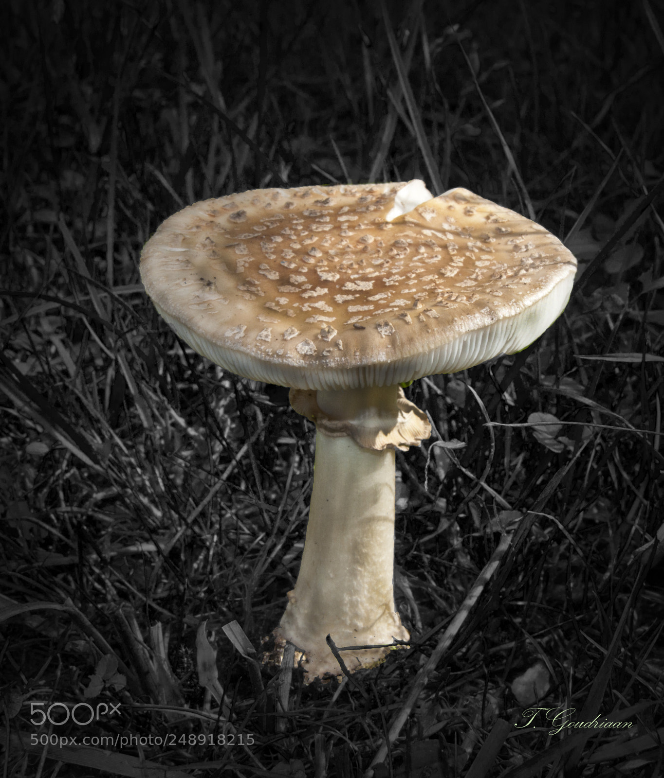 Nikon D5000 sample photo. Paddestoel photography