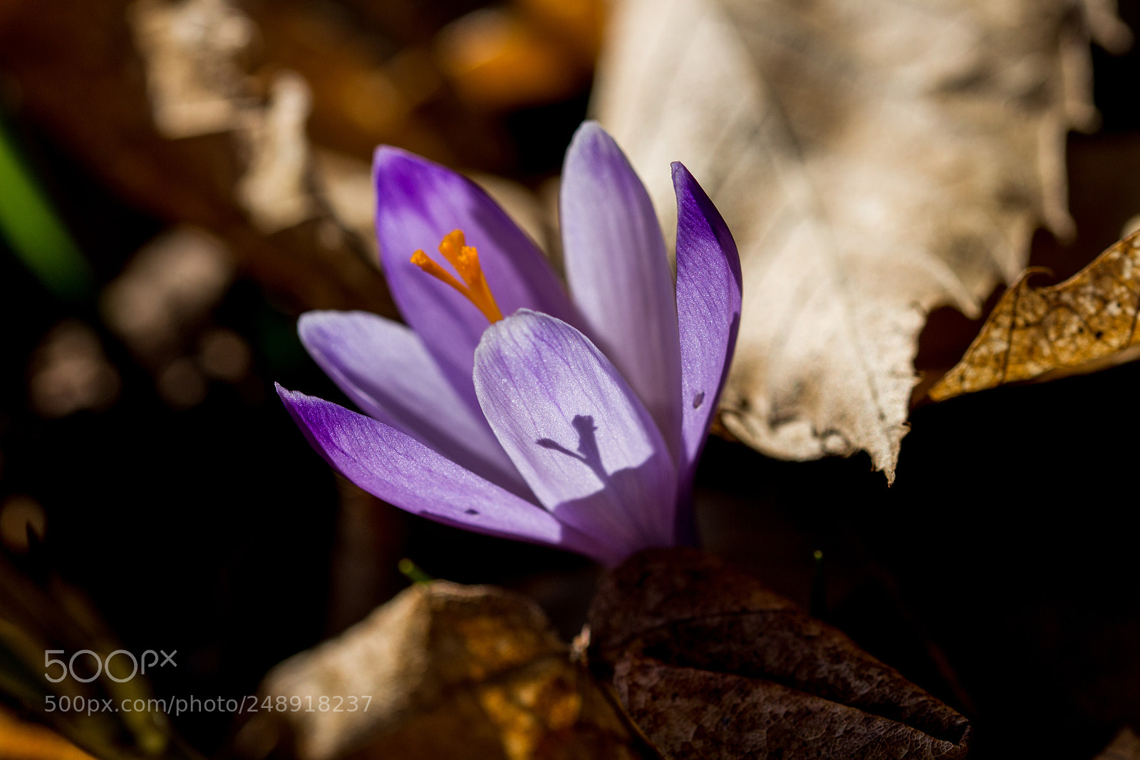 Canon EOS 700D (EOS Rebel T5i / EOS Kiss X7i) sample photo. Luce di primavera photography