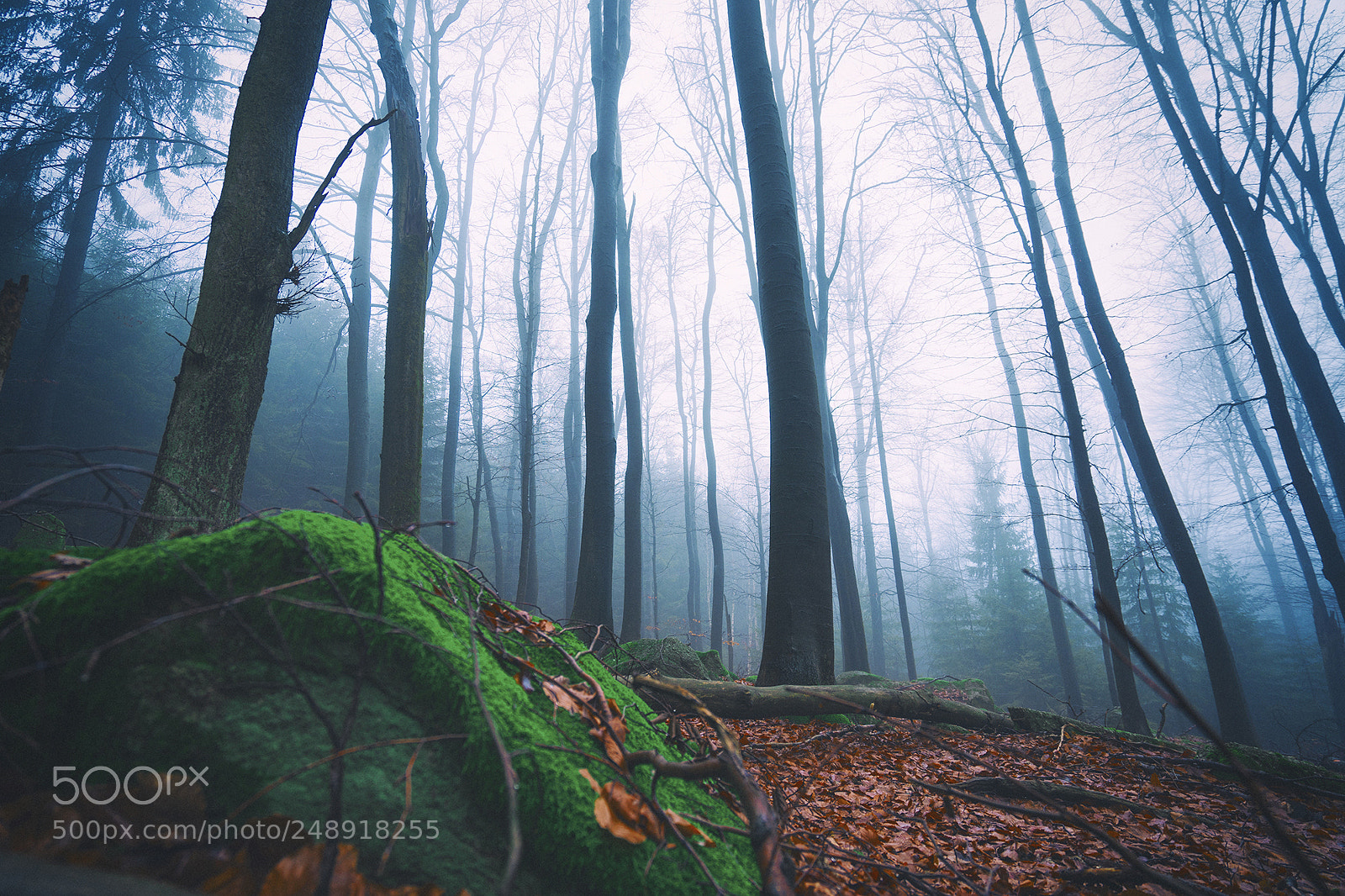 Sony a7 II sample photo. Neuenkirchen höhe photography
