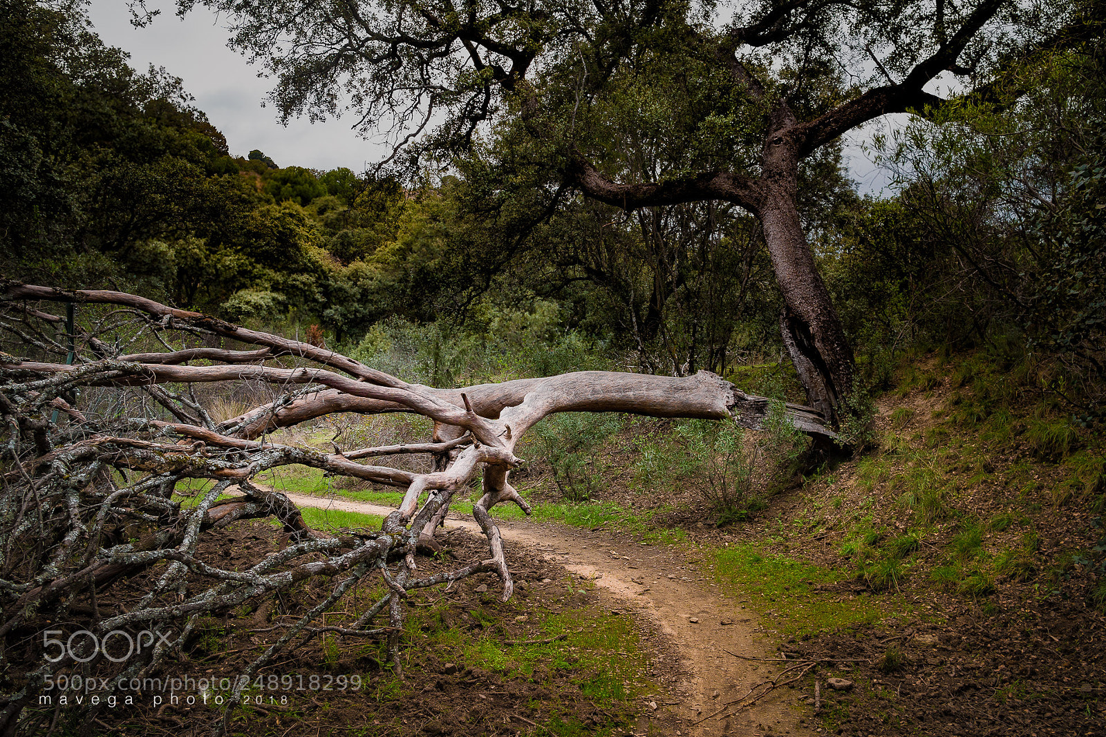 Sony a6300 sample photo. A tree in the photography