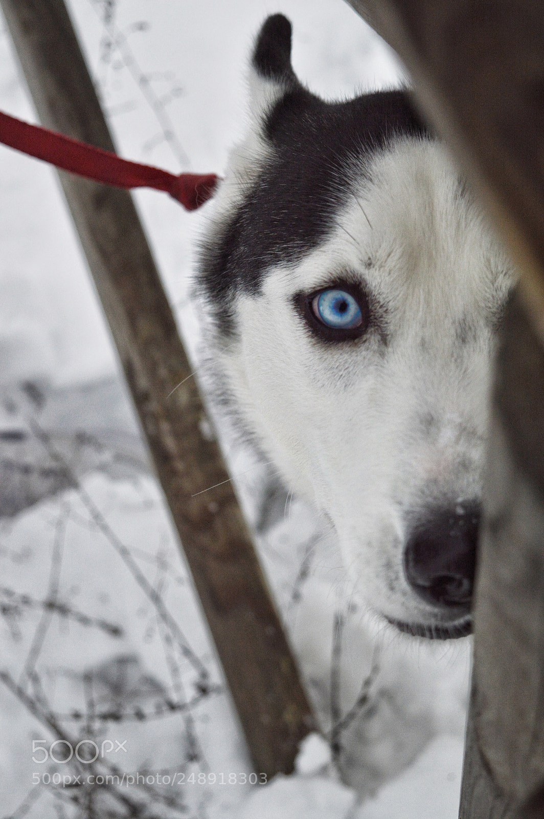 Nikon D3200 sample photo. Husky photography