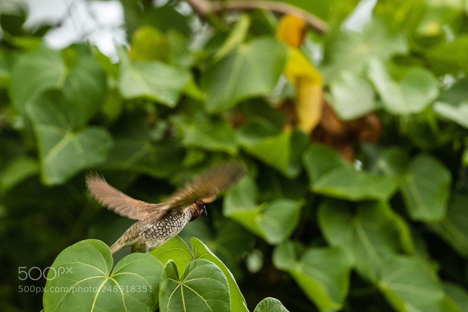 Canon EOS 7D Mark II sample photo. Departure photography