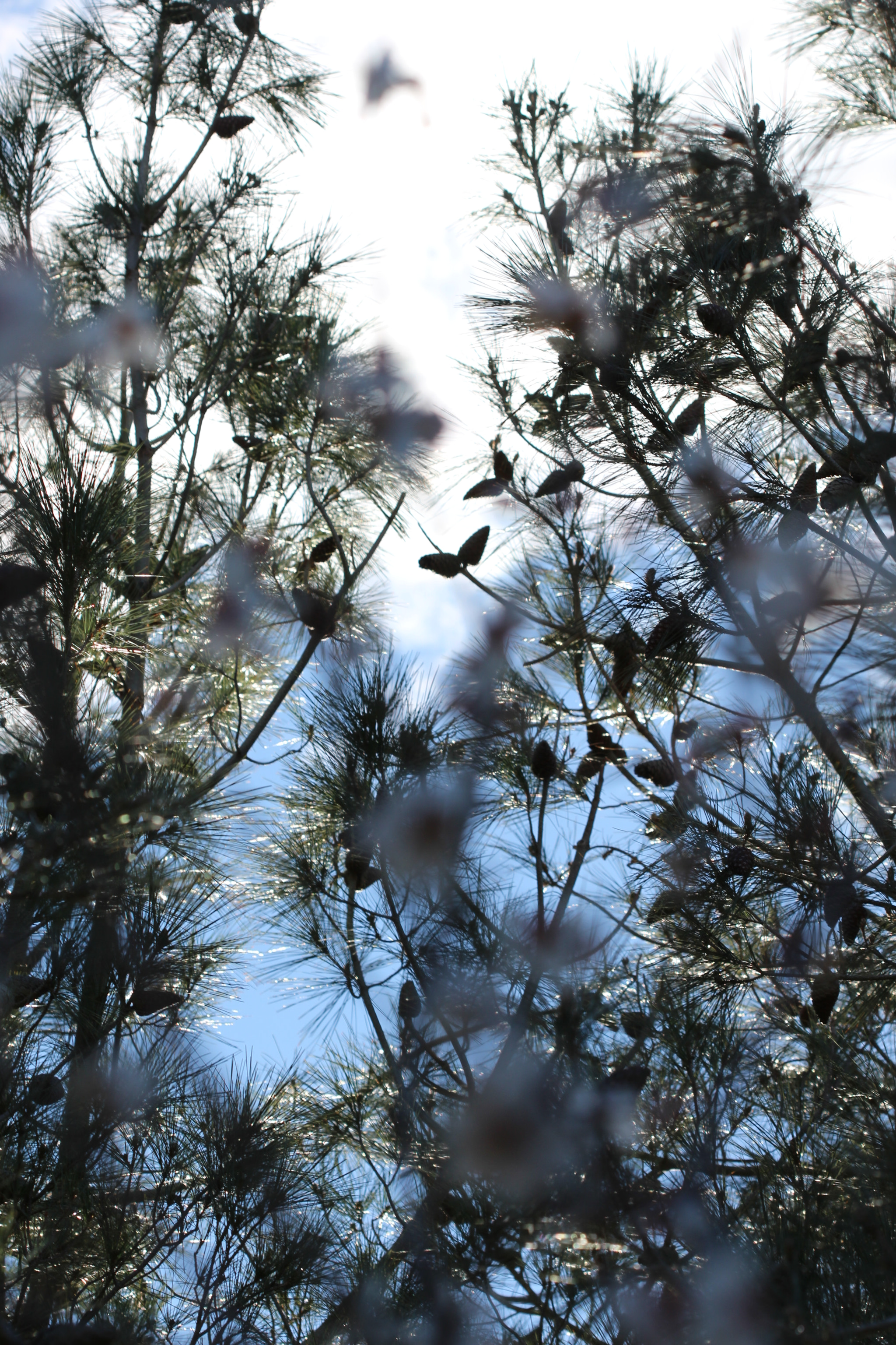 Canon EF 100mm F2.8 Macro USM sample photo. Kinda reincarnation....  photography