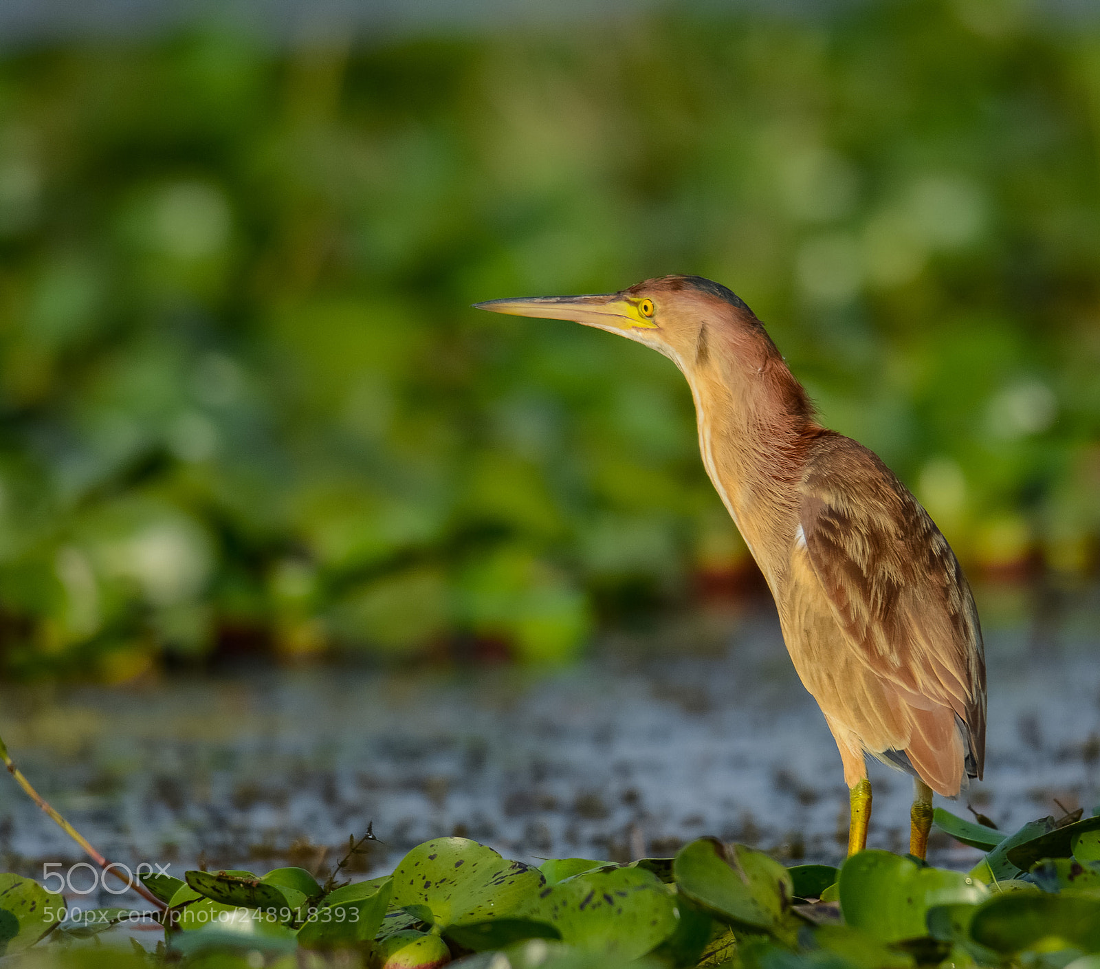 Nikon D7100 sample photo. Yellow bittern photography
