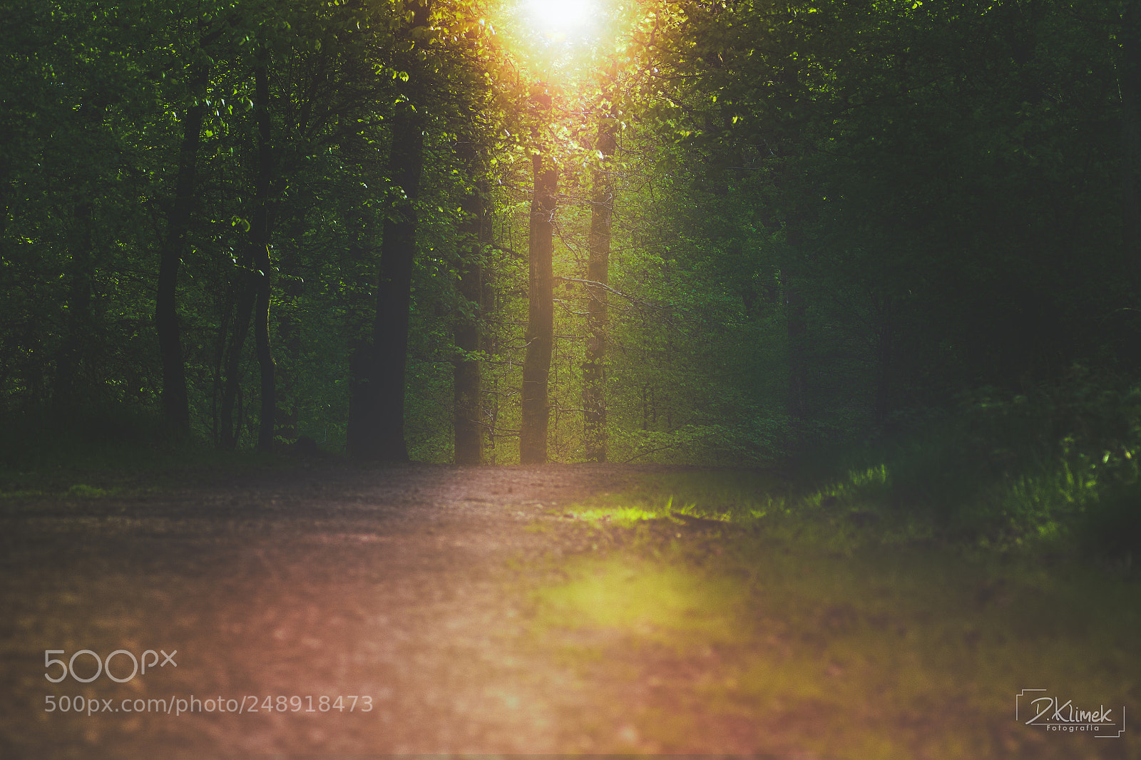 Canon EOS 60D sample photo. Forest photography