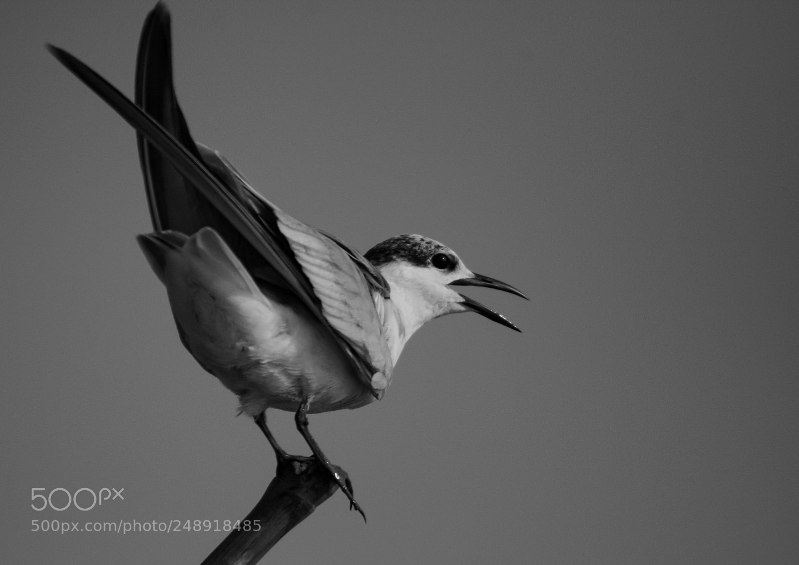 Nikon D7100 sample photo. Whiskered tern photography