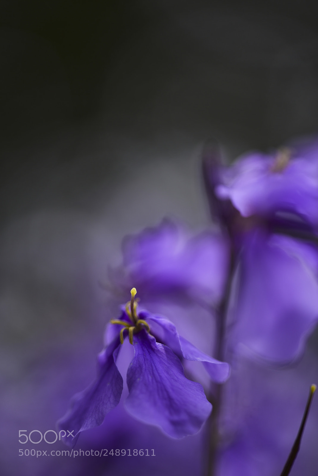 Nikon D810 sample photo. Orychophragmus violaceus photography