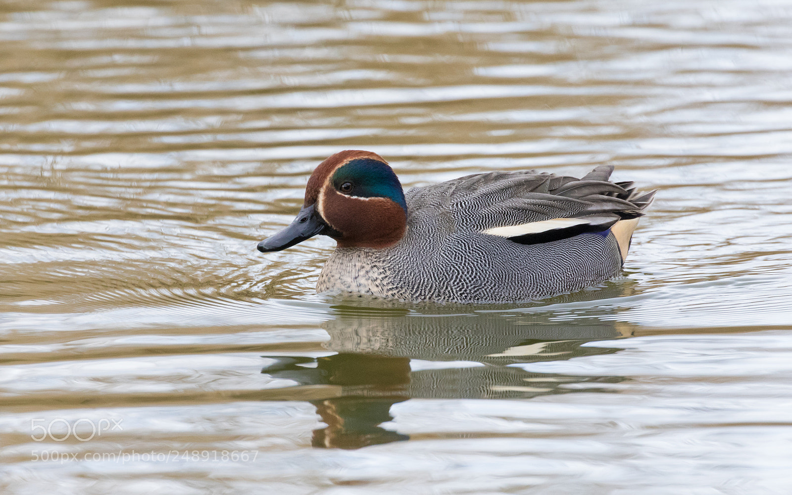 Canon EOS 7D Mark II sample photo. © lauren tucker photography photography