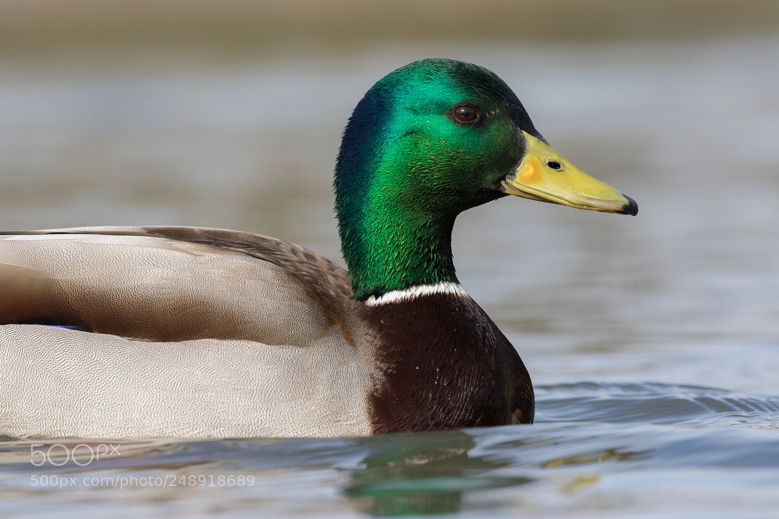Canon EOS 7D Mark II sample photo. © lauren tucker photography photography
