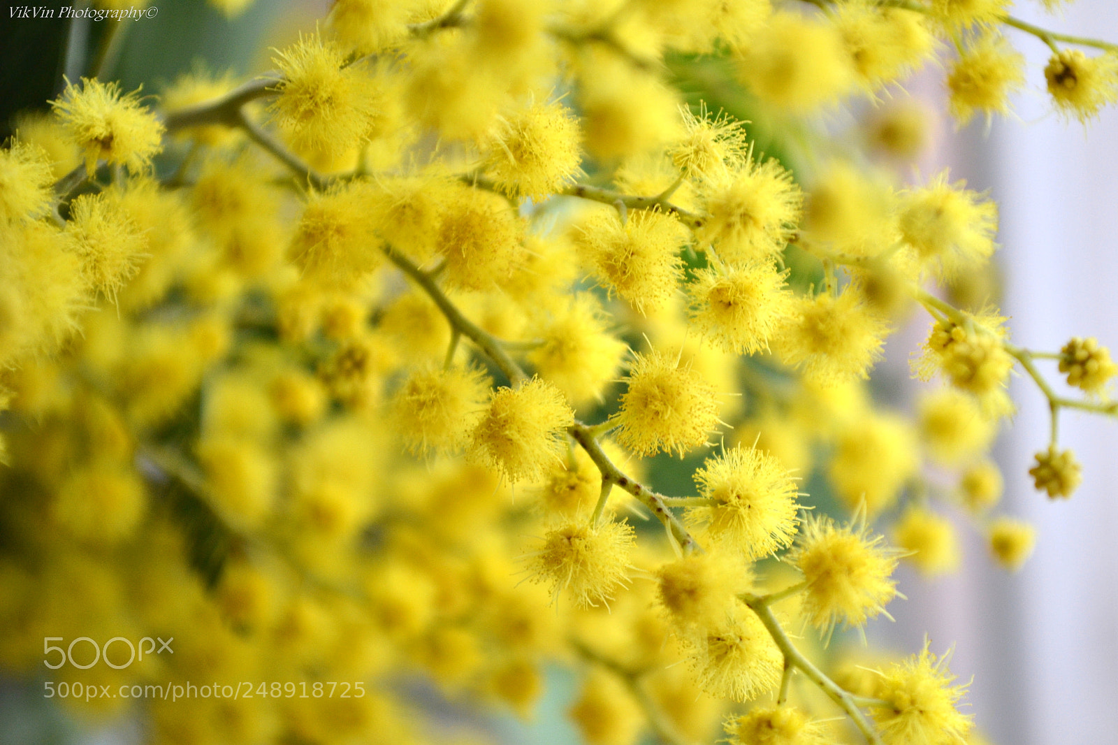 Nikon D3100 sample photo. Yellow fluffies photography