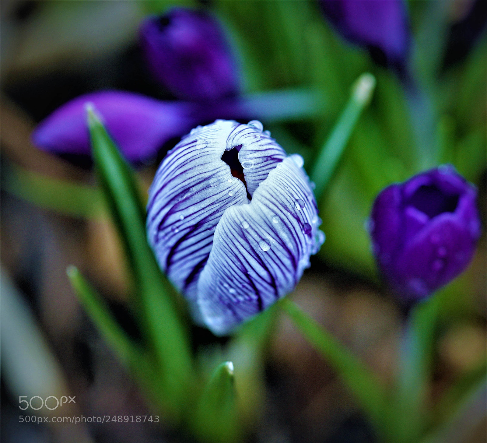 Canon EOS-1Ds Mark III sample photo. Z photography