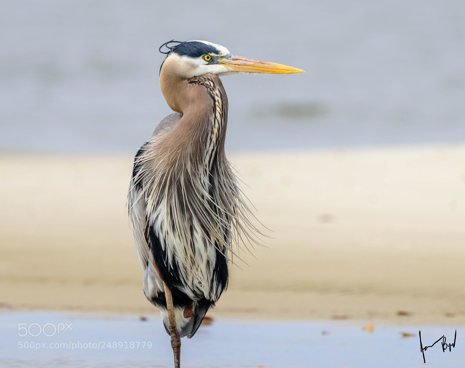 Nikon D5500 sample photo. Blue heron posing photography