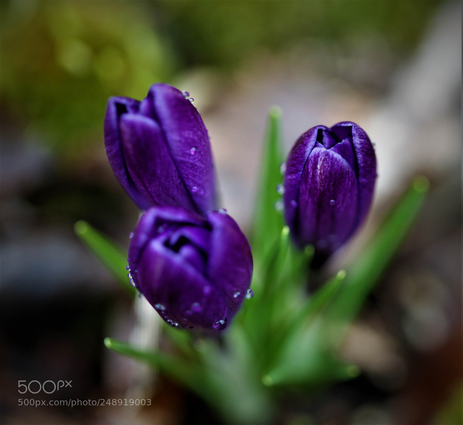Canon EOS-1Ds Mark III sample photo. Z photography