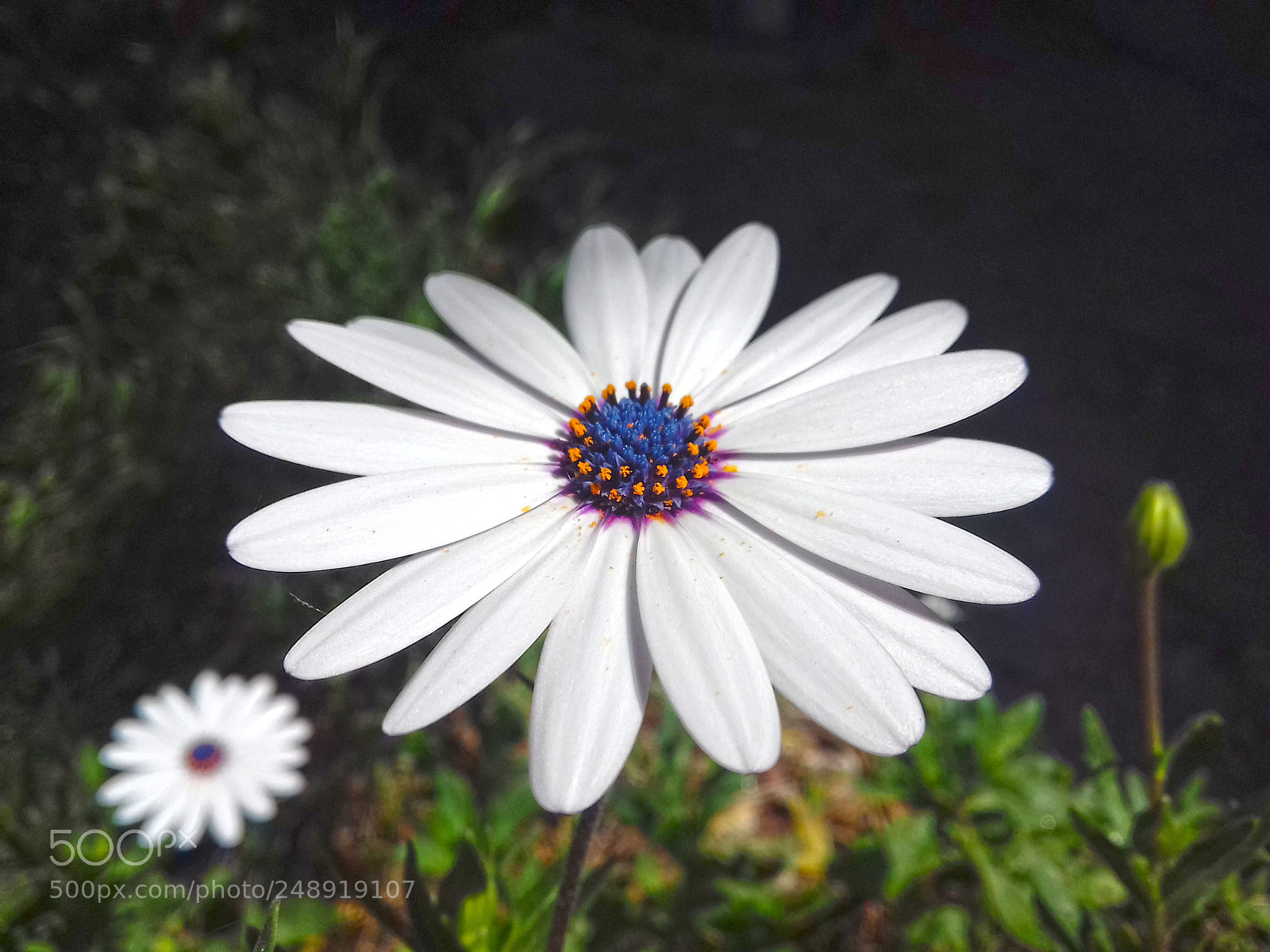 Samsung Galaxy J3(2016) sample photo. White flower photography