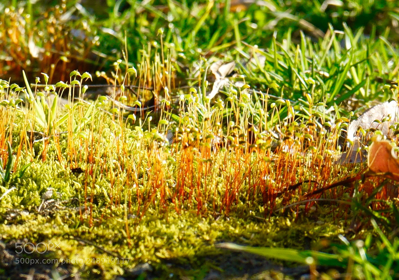 Sony a7 sample photo. Untitled photography