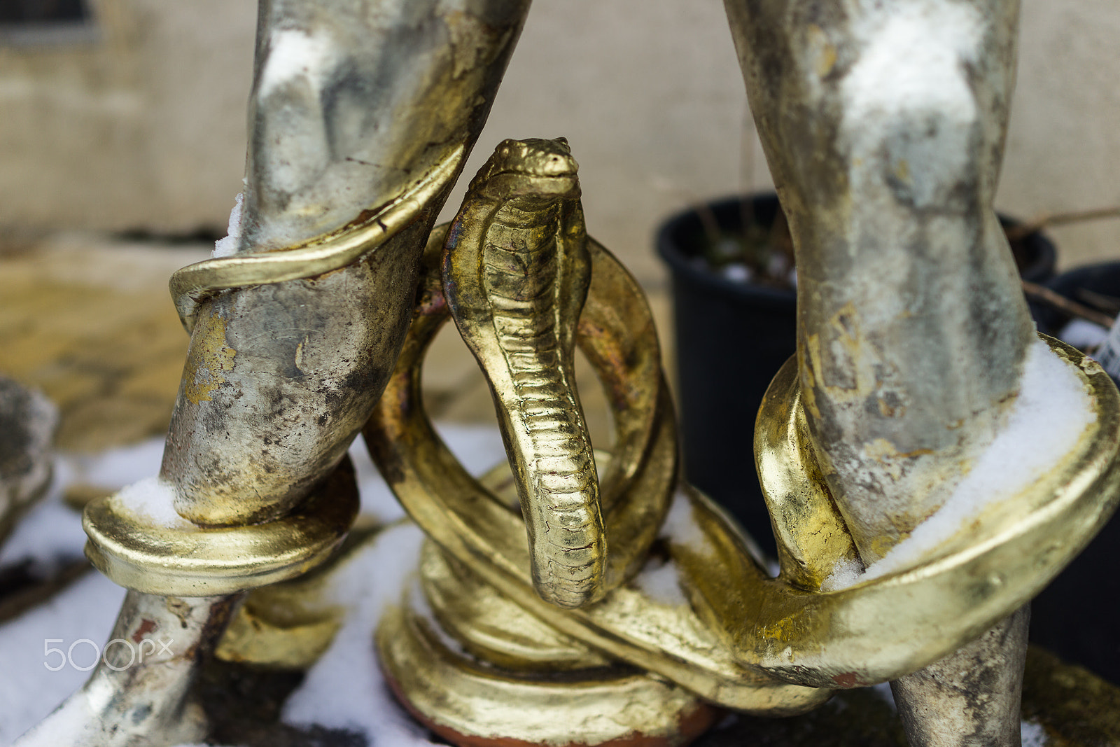 Sony Cyber-shot DSC-RX1R sample photo. Snake but not dangerous photography