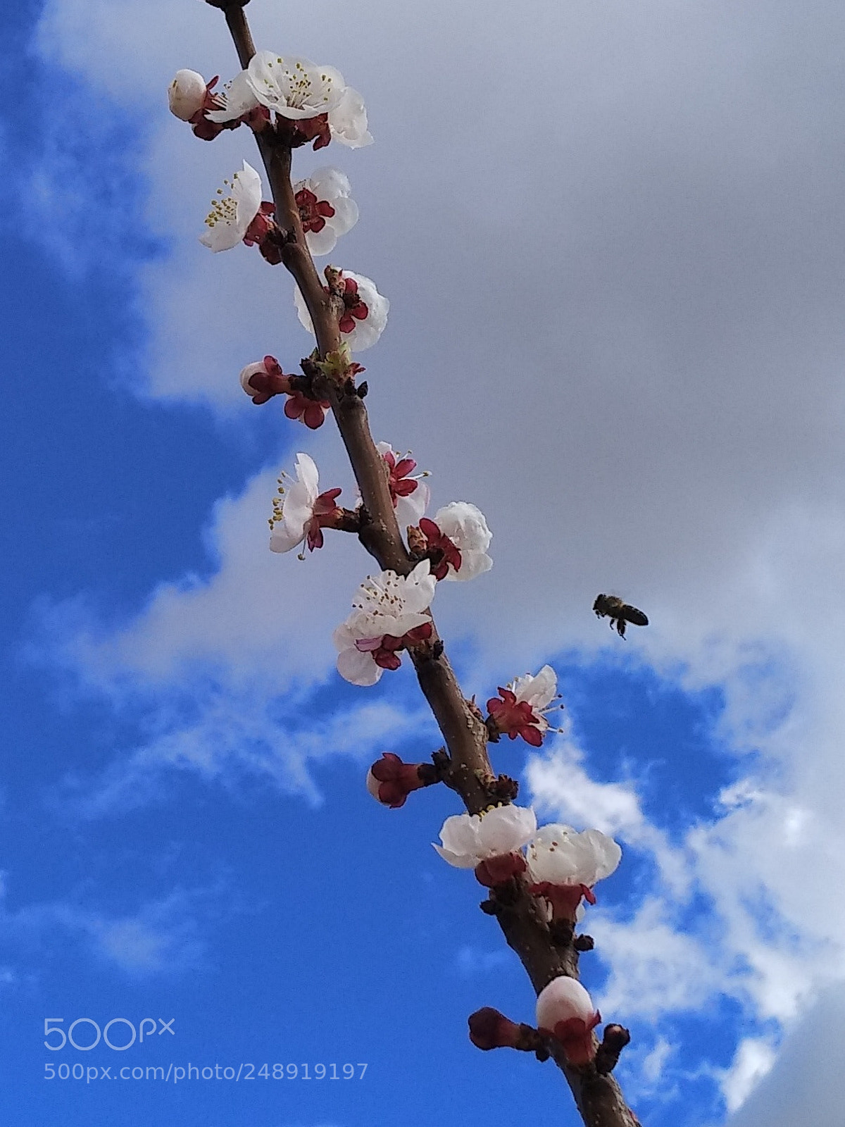 Xiaomi MI MAX 2 sample photo. Climbing to heaven photography