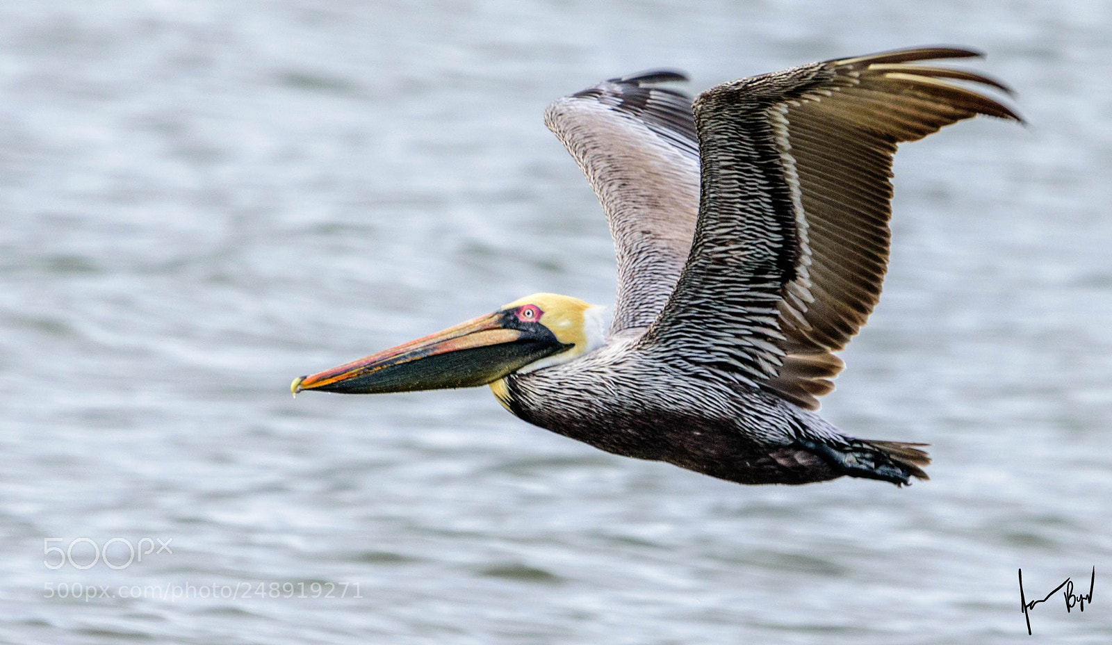 Nikon D5500 sample photo. Pelican in flight photography