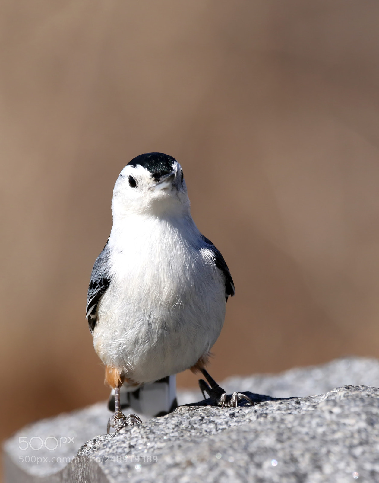 Canon EOS 7D Mark II sample photo. White-breasted nuthatch photography
