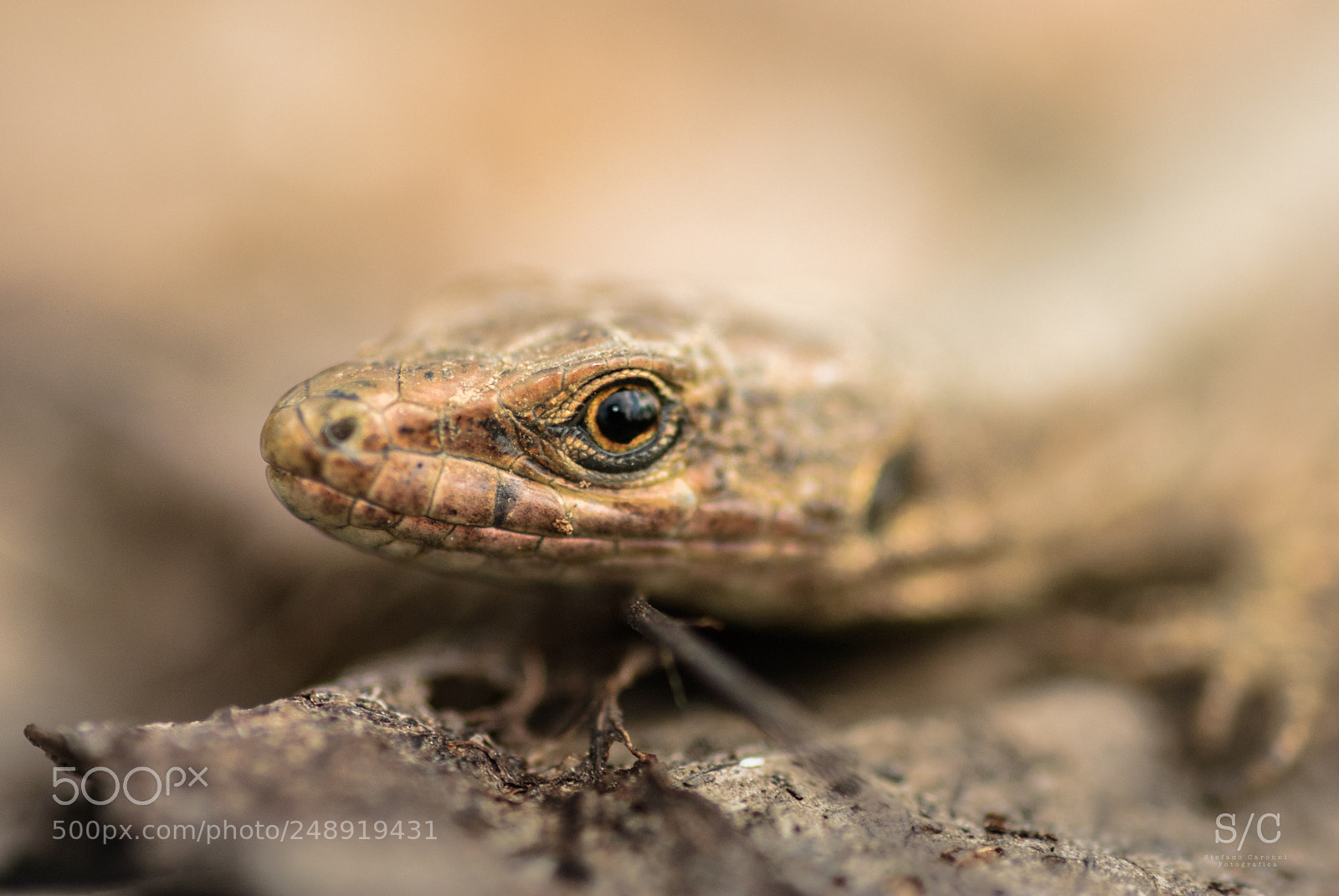Nikon D80 sample photo. Lizard photography